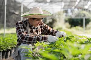 Gardener Cultivating Herbs in a Greenhouse Setting for Sustainable Agriculture and Organic Farming Practices photo
