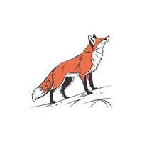 A red fox standing on a hill vector