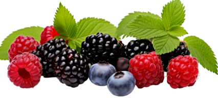 Assorted Blackberries Raspberries and Blueberries with Green Leaves png