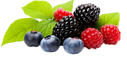 A Blend of Blackberries Raspberries and Blueberries with Leaves png