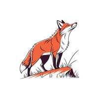 A red fox standing on a rock in the grass vector