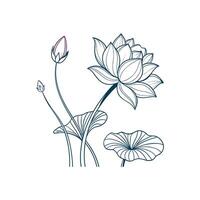 A drawing of a lotus flower with leaves vector