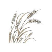 A wheat field with some wheat in it vector