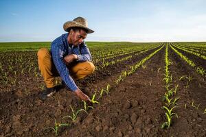 African farmer is examining corn crops in the field. Portrait of farmer in agricultural field. photo