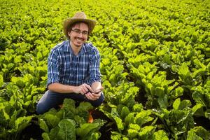 Portrait of happy farmer who is cultivating spinach. He is examining plants and using smartphone. photo