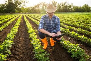Portrait of happy farmer who is cultivating soybean. He is examining plants and using digital tablet. photo