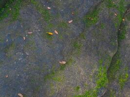 Green moss on rocks in forest for nature and environmental background. photo