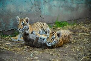 Two sweet tiger baby is lying on the land. Symbol of 2022 years.High quality photo