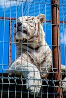 White tiger is sitting on the ground behind a cage.Symbol of 2022 years.High quality photo.Vertical photo. photo