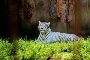 White tiger is sitting on the ground behind a cage.Symbol of 2022 years.High quality photo. photo
