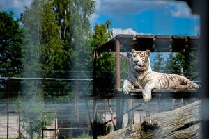 White tiger is sitting on the ground behind a cage.Symbol of 2022 years.High quality photo.Copy space. photo