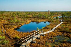 Autumn daytime landscape of bogs in the Kemeri National Park in Latvia, and a wooden road that passes through bogs with green-orange grass and Japanese pine trees.View from above. photo