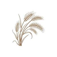 A wheat plant on a white background vector