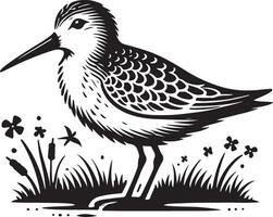 sandpiper bird illustration vector