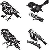 parrot, canary, and catbird set art vector