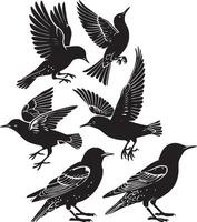 set of starling birds vector