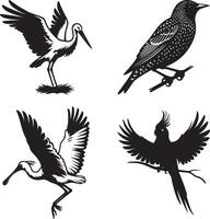spoonbill, starling, stork, parrot bird silhouette vector