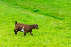 one goatling eating of green grass at farm photo