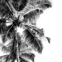 High palms on a tropical beach photo