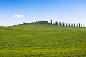 Tuscan farmhouse and cypress trees photo