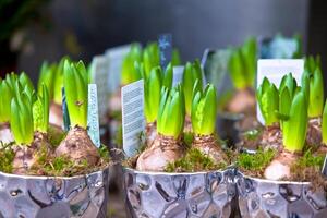 Growing Hyacinths background photo