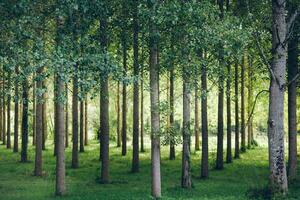 Trees planted in a row in the forest photo