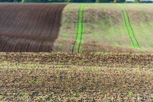 Agricultural field on a hill with young sprouts photo