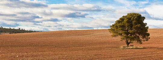 Lonely tree against cultivated field photo