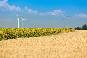 Cereal and Sunflowers Fields view photo