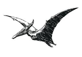 flying Pterodactylus dinosaur - black and white illustration, isolated on a white background vector