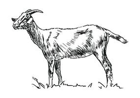 goat - farm animal, hand drawn black and white illustration, isolated on white background vector