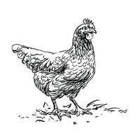 hen - farm animal, hand drawn black and white illustration, isolated on white background vector