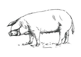 pig - farm animal, hand drawn black and white illustration, isolated on white background vector