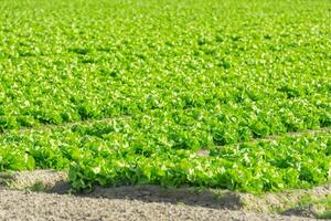 Cultivated field fresh green salad bed rows photo