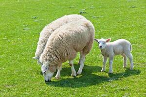 Sheep on the green grass photo