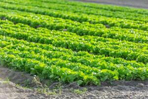 Cultivated field fresh green salad bed rows photo