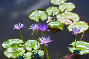Lily Pond background photo
