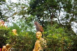 Portrait of monkey sitting on head statue of monk photo