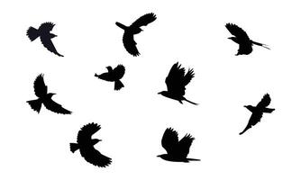 Flying Roller Bird Silhouette Collection vector