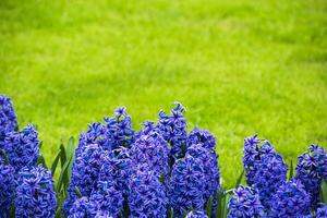 Bright purple hyacinths on a meadow photo