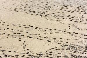 Human footprints on the sand of the sea bottom photo
