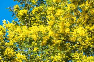 Yellow blooming of mimosa tree in spring photo