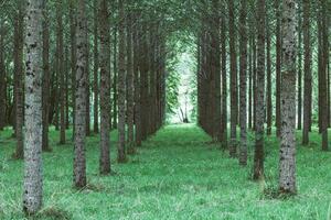 Trees planted in a row in the forest photo