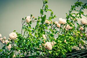 Bush of beautiful roses in a garden photo