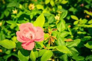 Bush of beautiful roses in a garden photo
