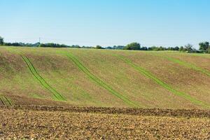 Agricultural field on a hill with young sprouts photo