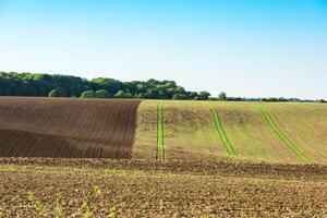 Agricultural field on a hill with young sprouts photo