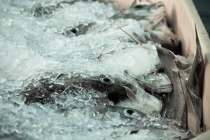 Catch of the day - Fresh Fish in Shipping Container photo