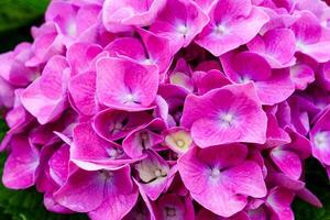 A stunning close-up photograph of a vibrant pink hydrangea flower in full bloom, showcasing its delicate petals and intricate details. Perfect for adding a touch of natural beauty to any project. photo