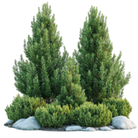 Evergreen Trees for Landscape Design png